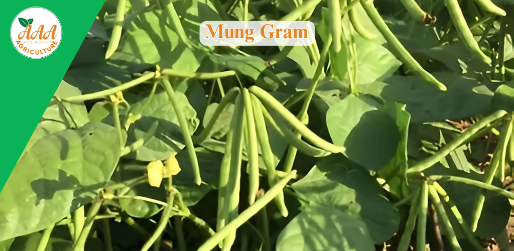 Mung Gram