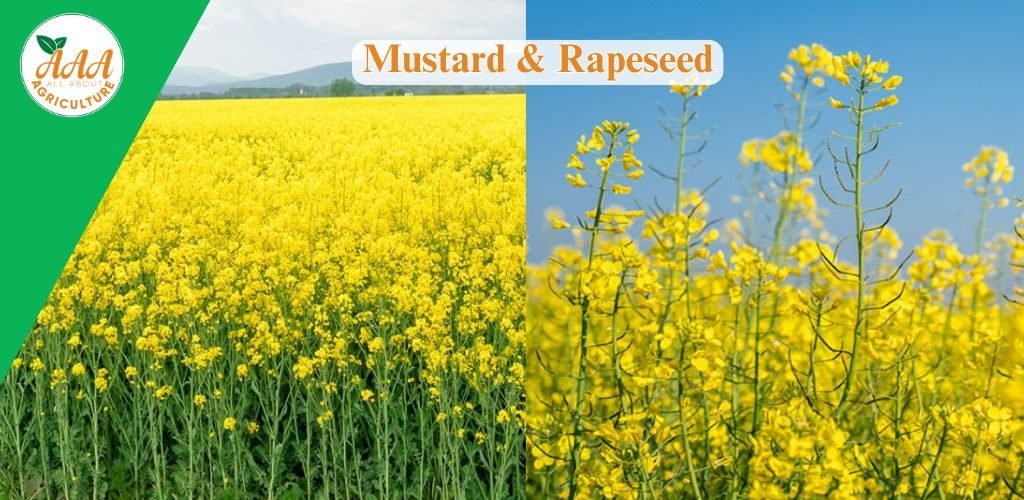 Mustard & Rapessed
