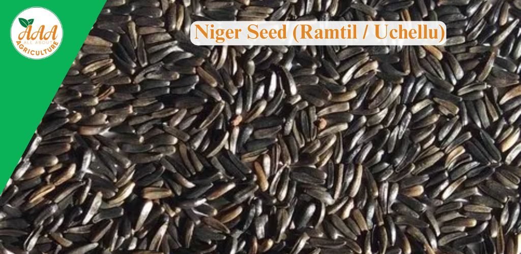 Niger Seed (Ramtil Uchellu)