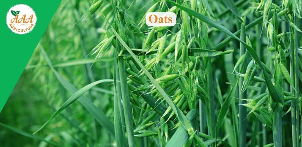 Oats