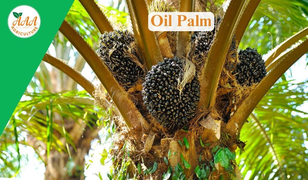 Oil Palm