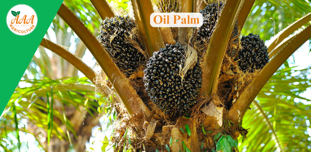 Oil Palm