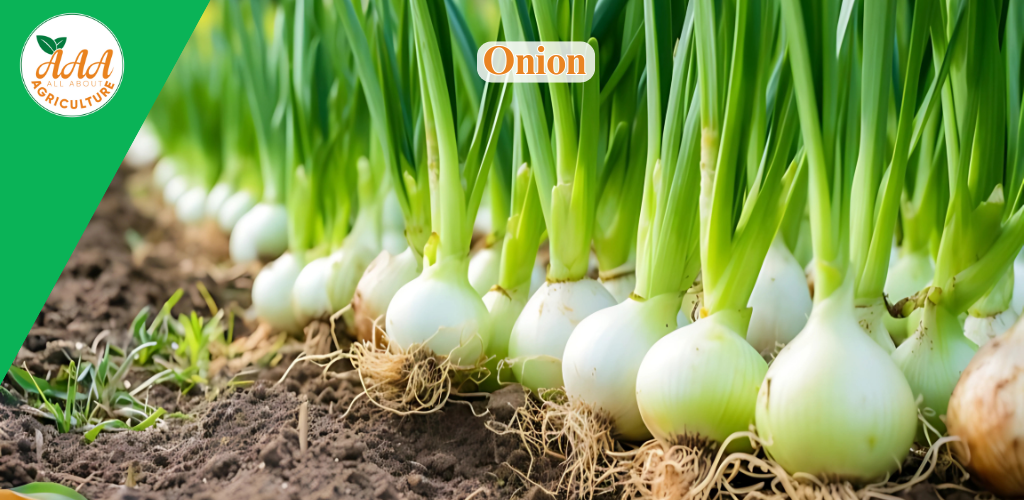 Onion