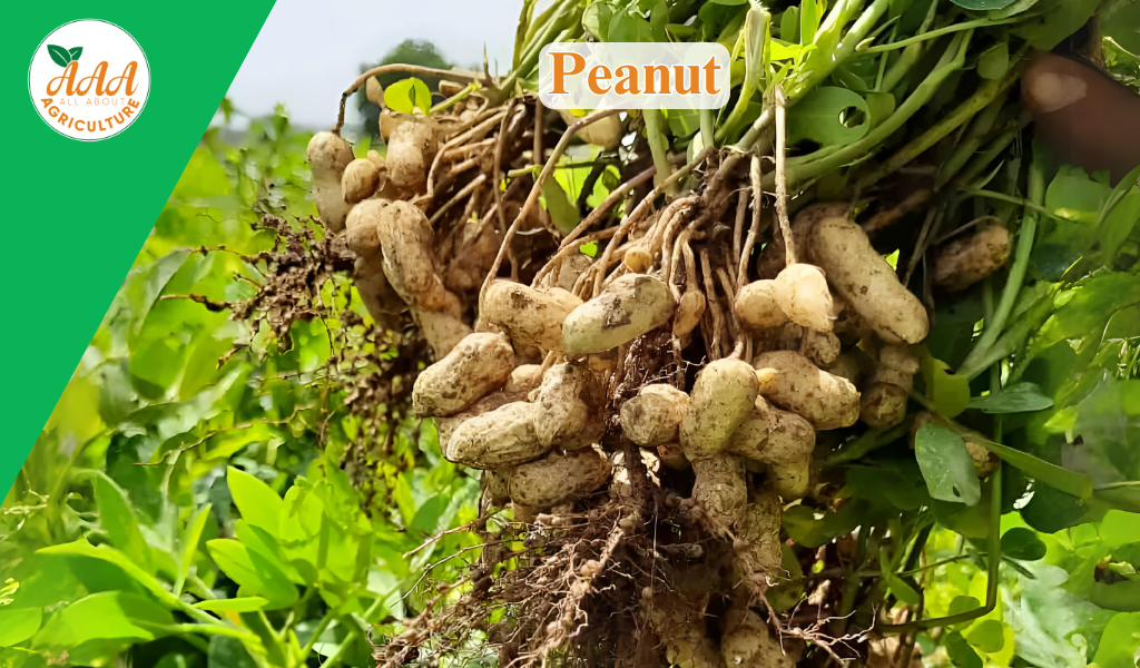 Peanut - All About Agriculture