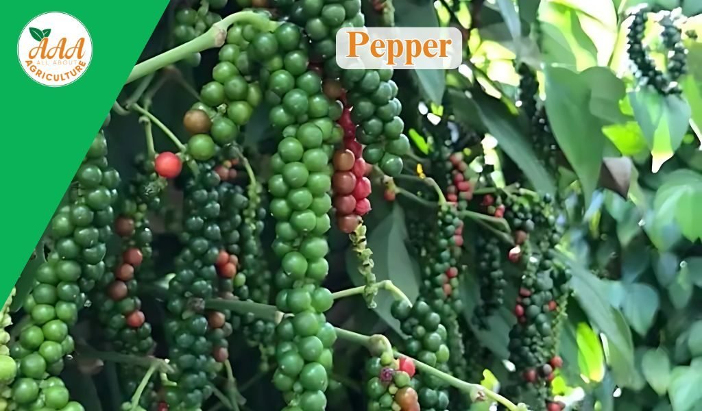 Pepper
