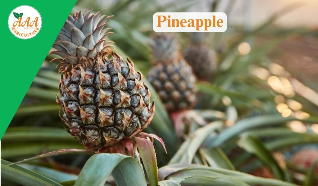 Pineapple