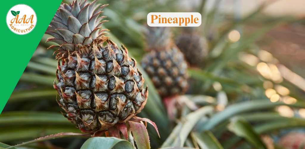 Pineapple - All About Agriculture