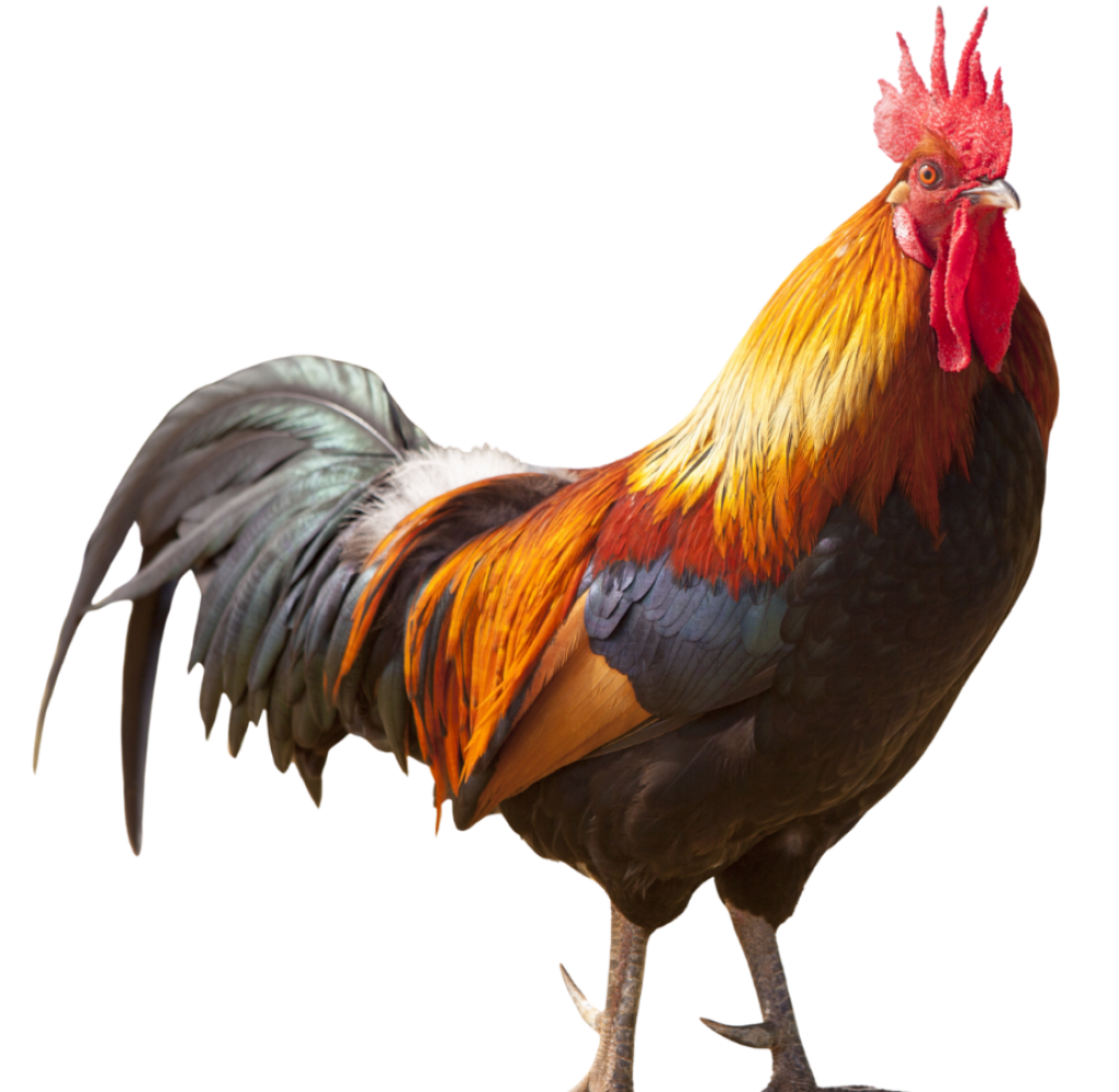 Poultry 2