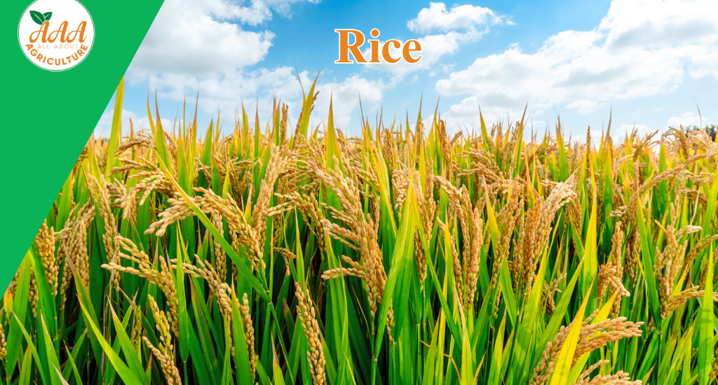 RIce