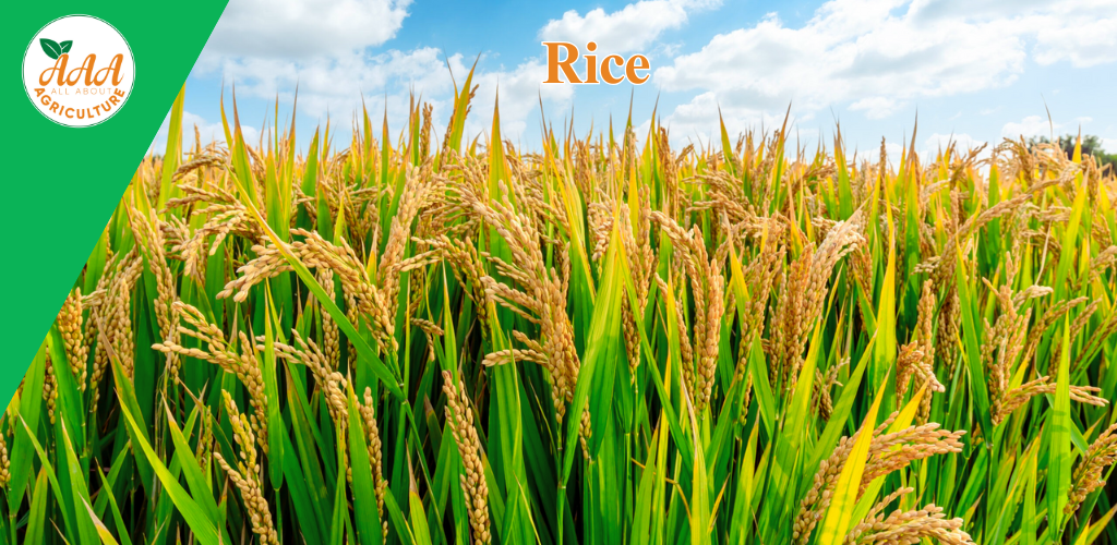 RIce