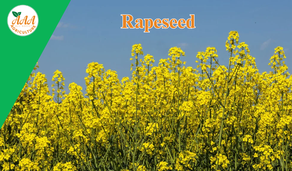 Rapeseed