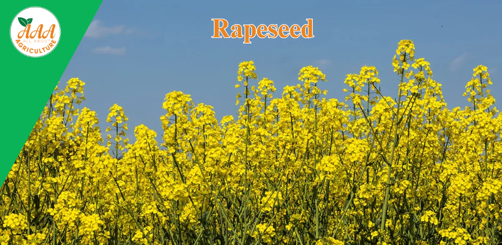 Rapeseed