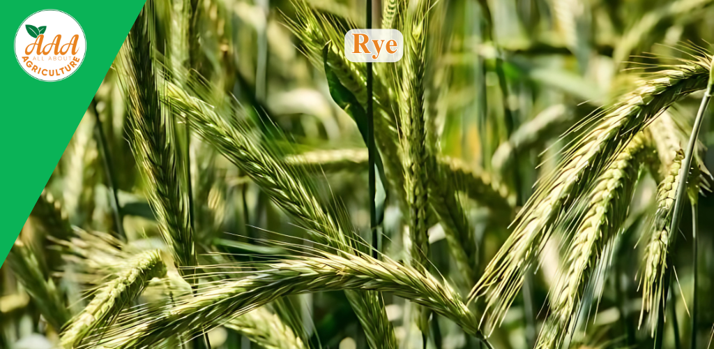 Rye