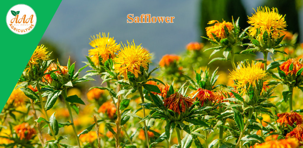 Safflower - All About Agriculture