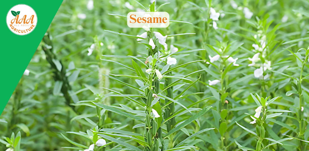 Sesame - All About Agriculture