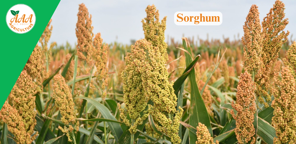 Sorghum