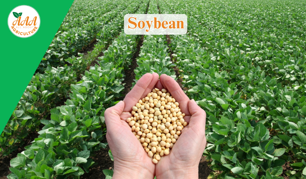 Soybean