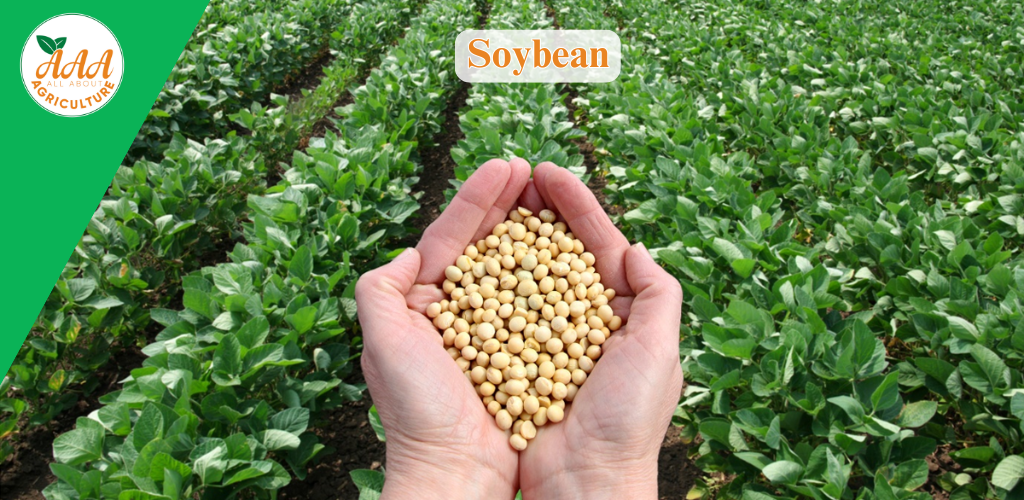 Soybean