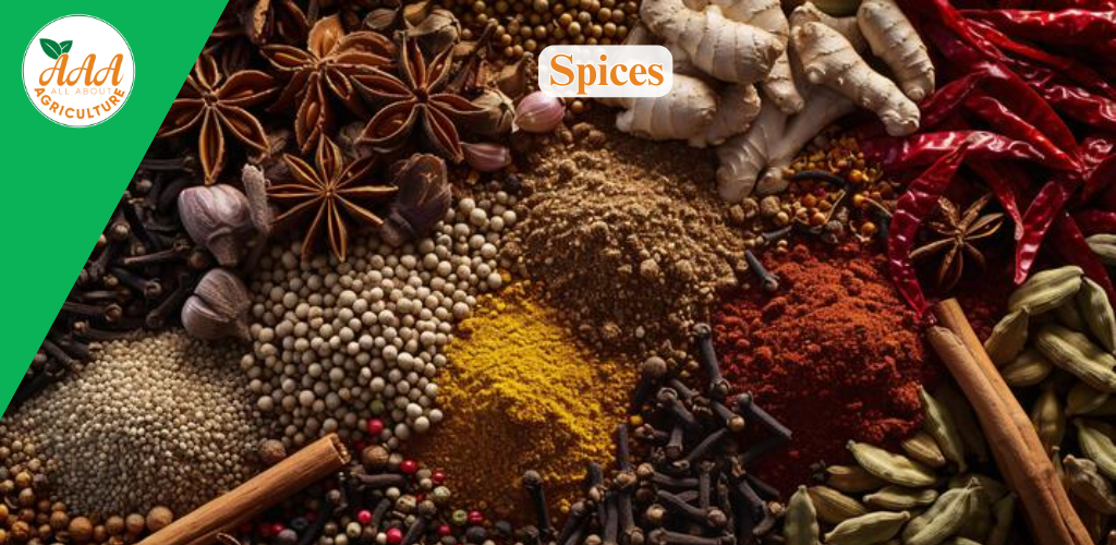 Spices Spices
