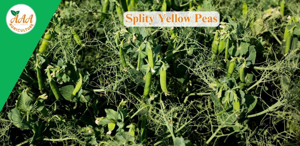 Splity Yellow Peas