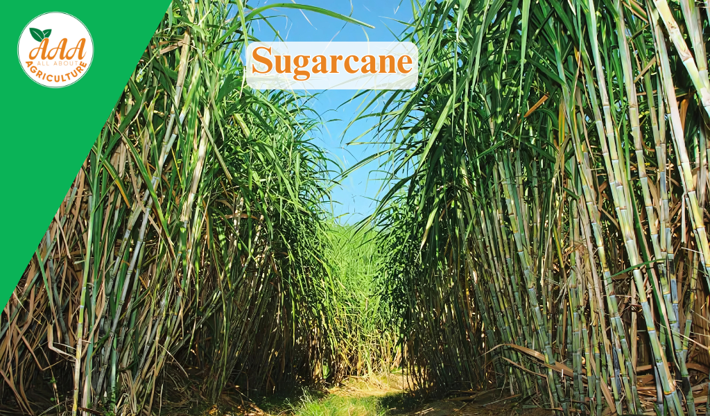 Sugarcane