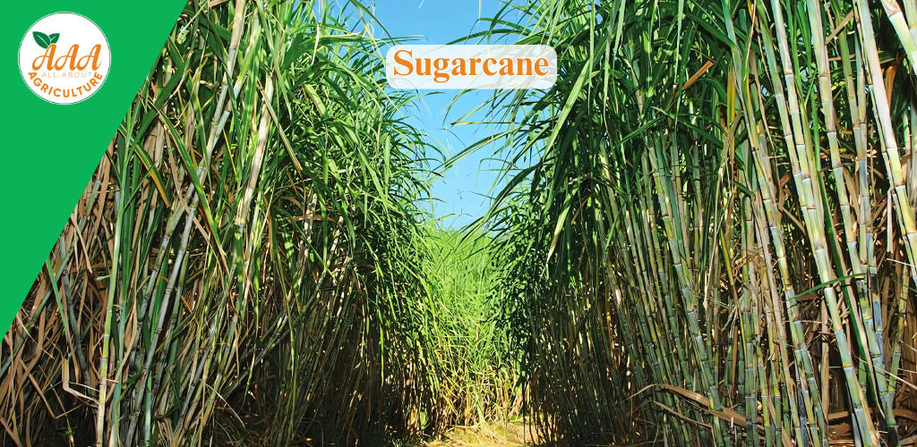 Sugarcane