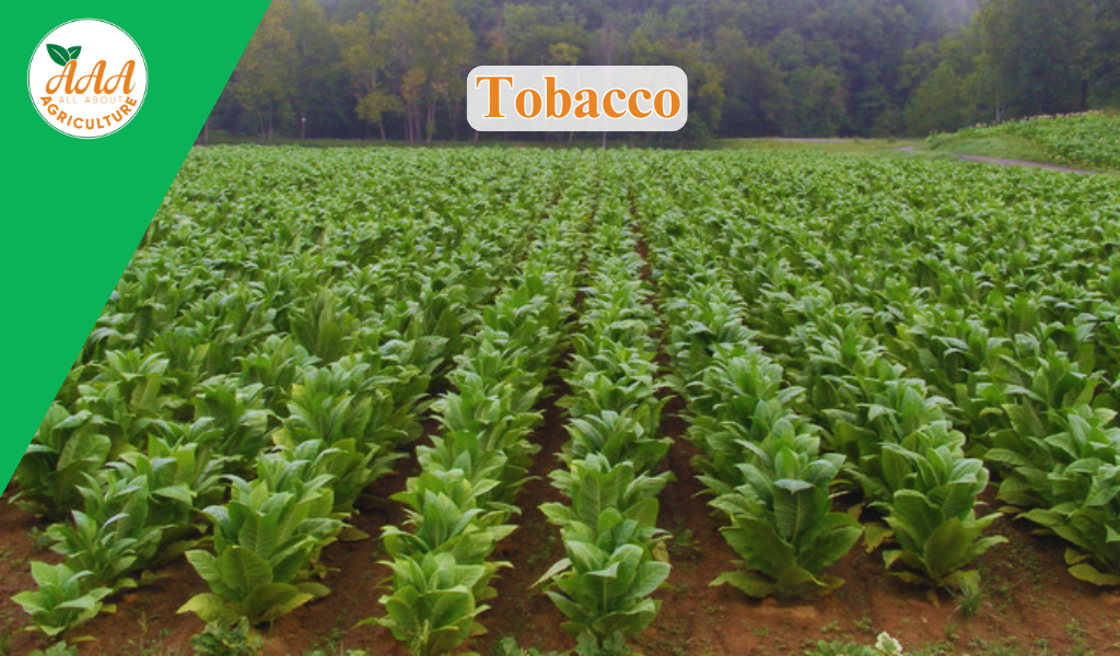 Tobacco
