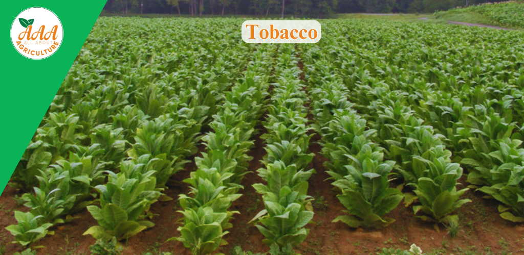 Tobacco