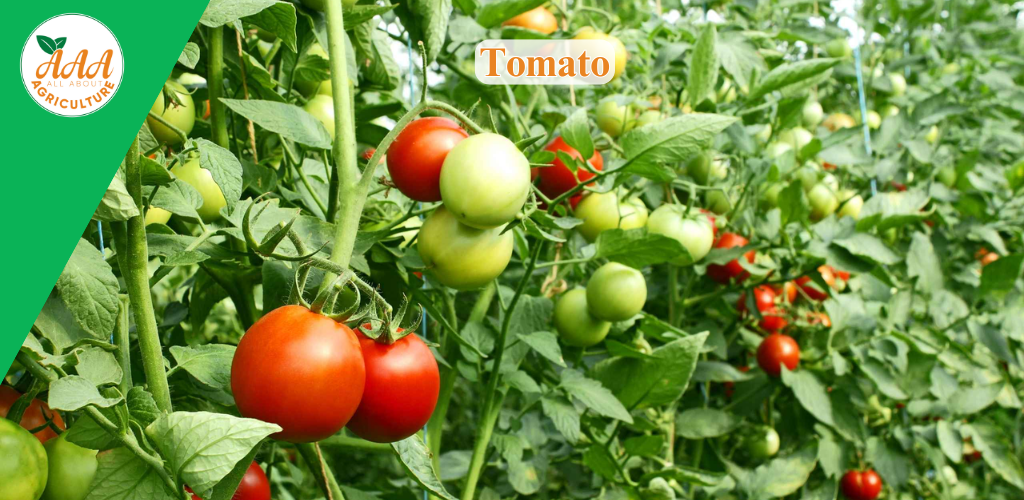 Tomato