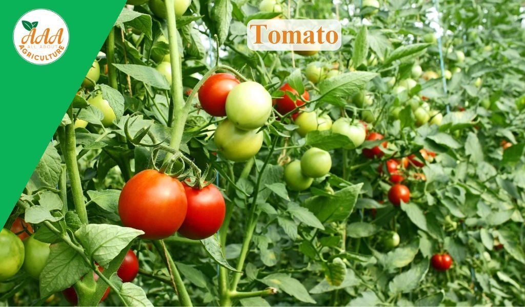 Tomato