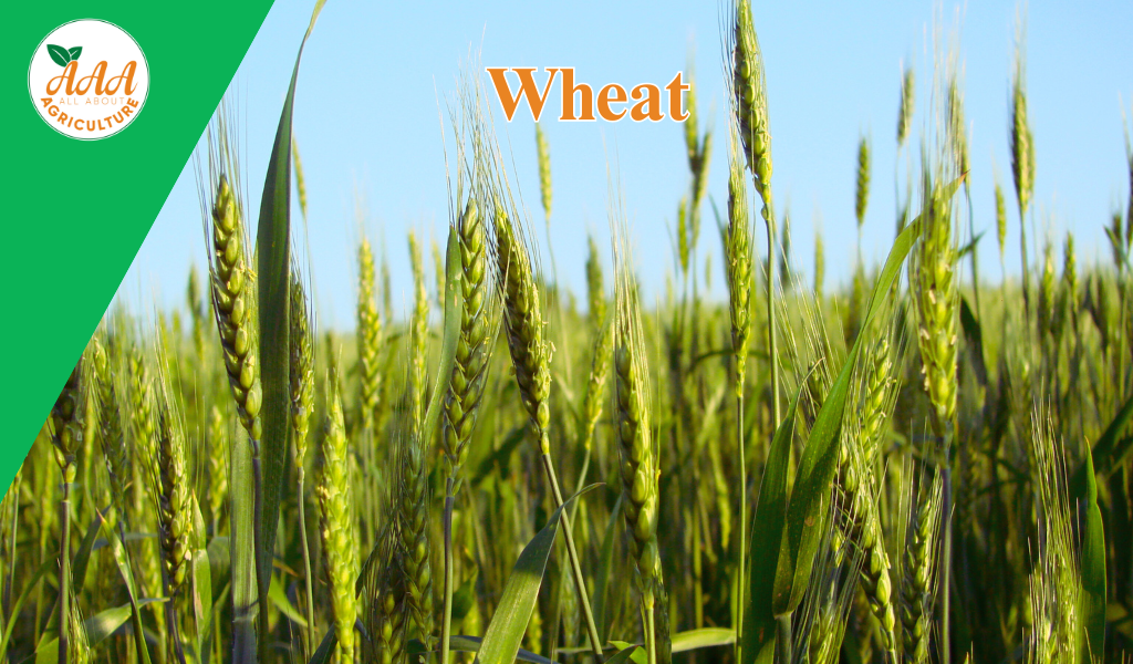 Wheat
