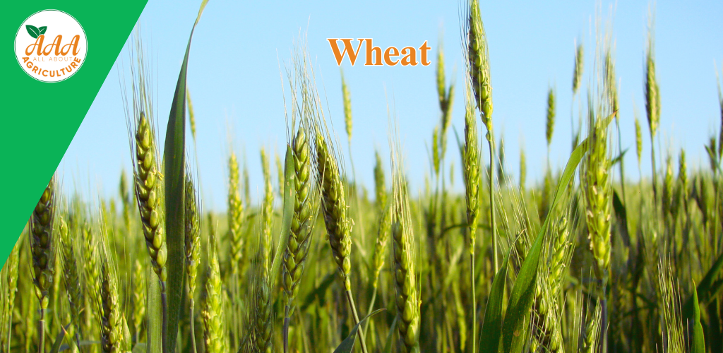 Wheat